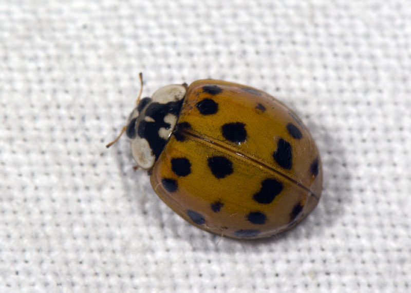 Coccinellidae: Harmonia axyridis